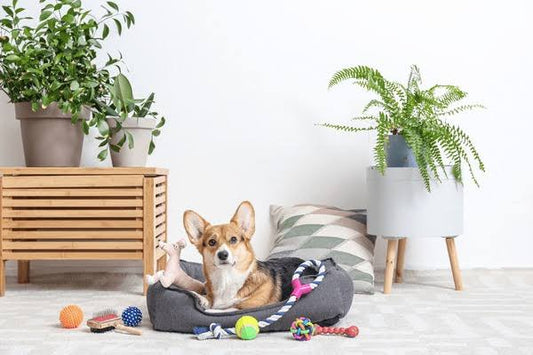Why Your Dog Needs the Right Supplies: More Than Just Treats and Toys